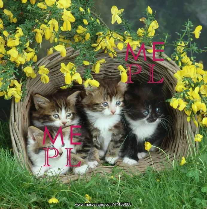  : June Kittens and Broom Flowers