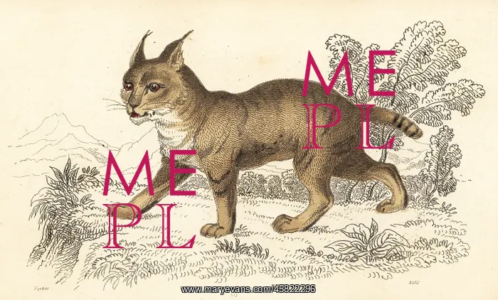 : Jungle cat, Felis chaus : Jungle cat, Felis chaus