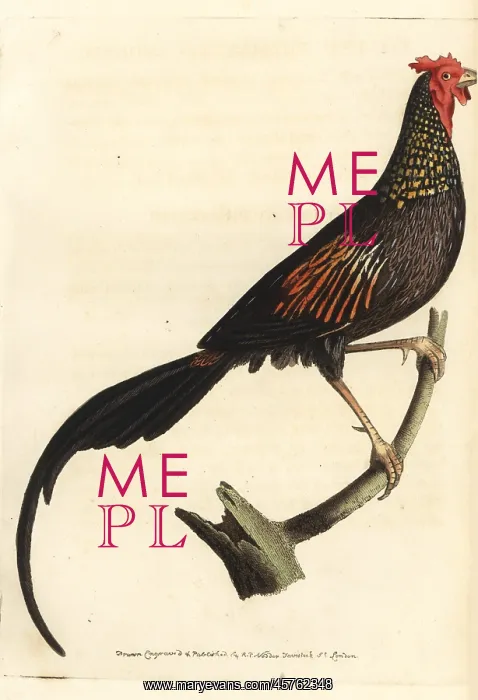 : Jungle cock or Indian pheasant, Phasianus indicus : Jungle cock or Indian pheasant, Phasianus indicus