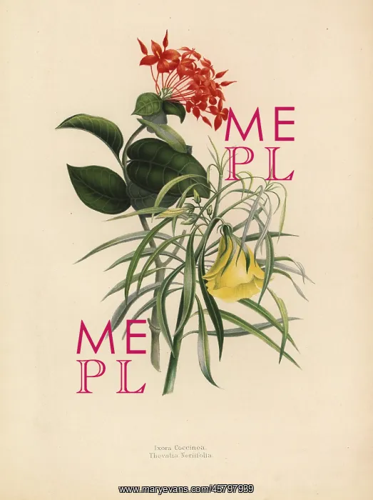 : Jungle geranium and yellow oleander : Jungle geranium and yellow oleander