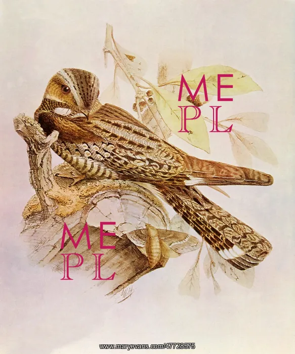  : Jungle Nightjar, Caprimulgus indicus