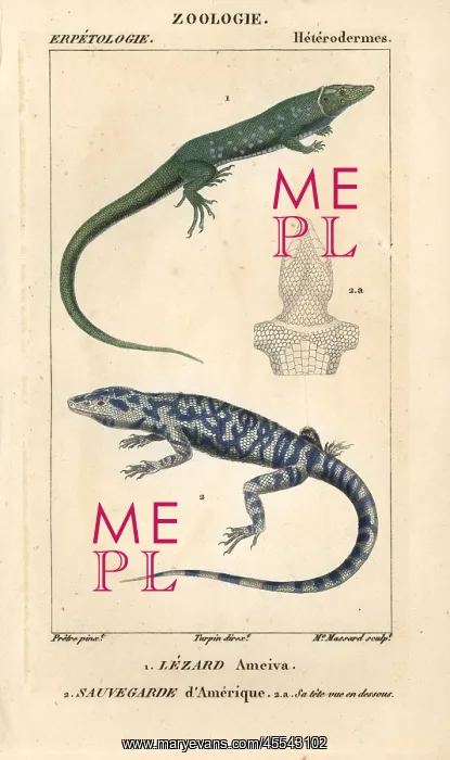 : Jungle-runner, Ameiva ameiva, and tegu, Tupinambis teguixin : Jungle-runner, Ameiva ameiva, and tegu, Tupinambis teguixin
