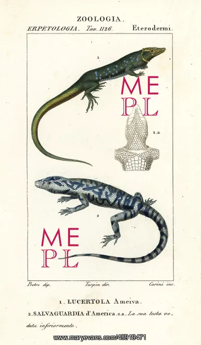 : Jungle runner and golden tegu : Jungle runner and golden tegu