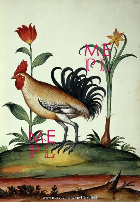 : Junglefowl : Junglefowl