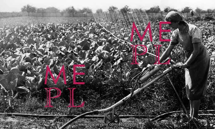 : Jungmaedel working in the field, 1940 : Jungmaedel working in the field, 1940