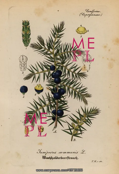 : Juniper, Juniperus communis : Juniper, Juniperus communis