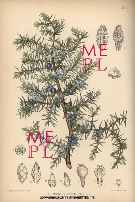 : Juniper tree, Juniperus communis : Juniper tree, Juniperus communis