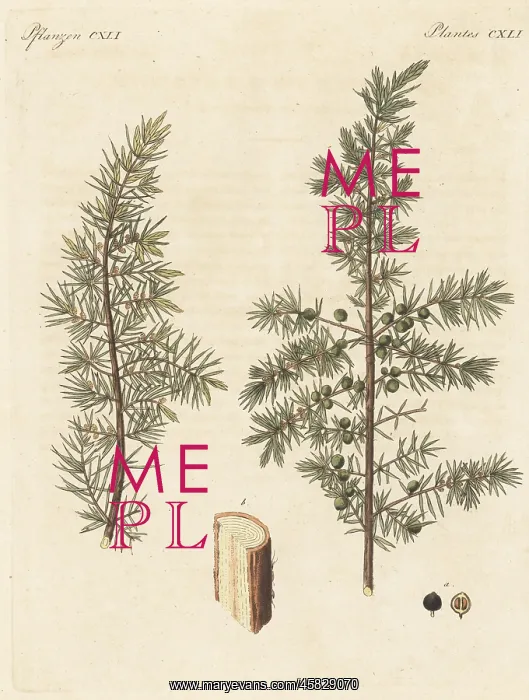 : Juniper tree, Juniperus communis : Juniper tree, Juniperus communis