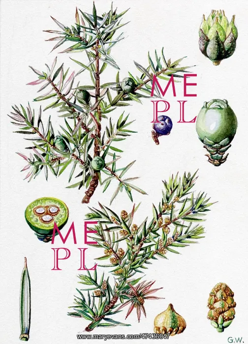 : Juniperus communis : Juniperus communis