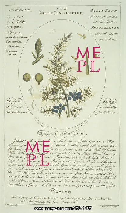 : Juniperus communis, juniper : Juniperus communis, juniper