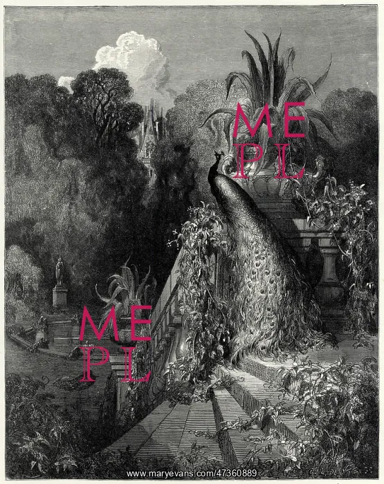 : Juno - the Peacock : Juno - the Peacock