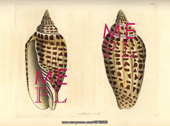 : Junonia or Juno's volute, Scaphella junonia : Junonia or Juno's volute, Scaphella junonia