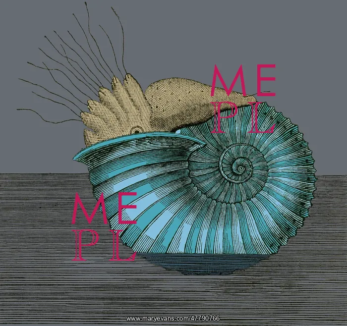 : Jurassic Ammonite : Jurassic Ammonite