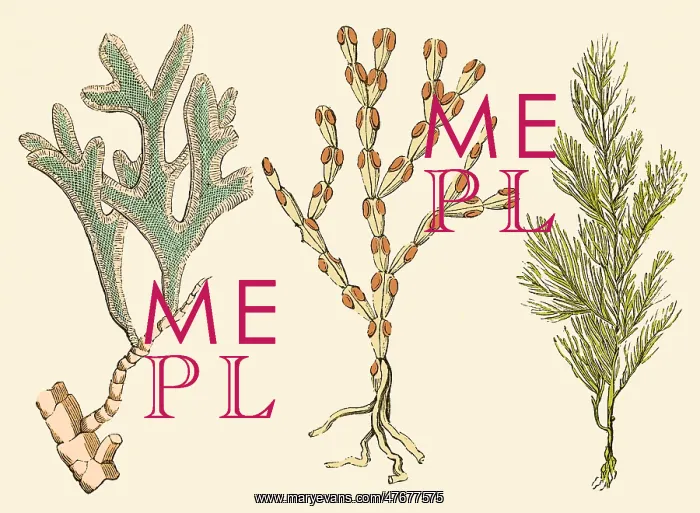 : Jurassic Bryozoans, Illustration : Jurassic Bryozoans, Illustration
