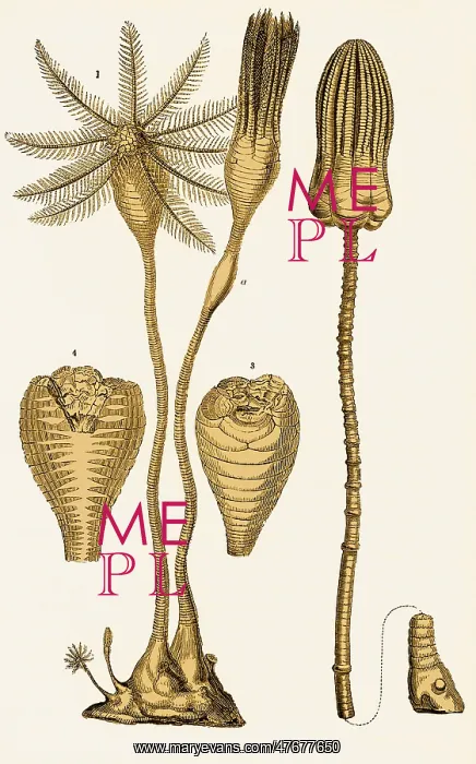 : Jurassic Crinoids, Illustration : Jurassic Crinoids, Illustration