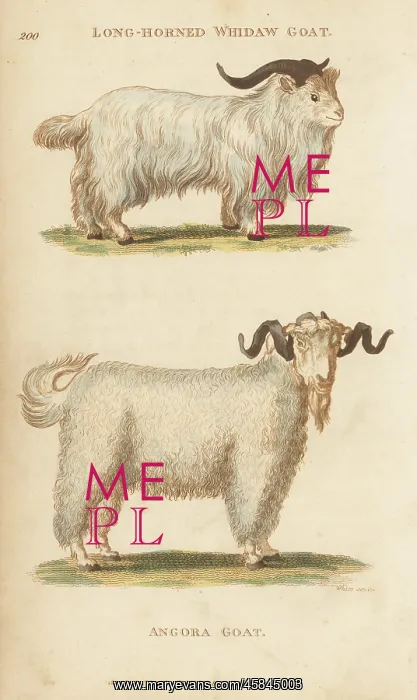 : Jusas goat and angora goat : Jusas goat and angora goat