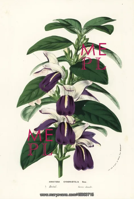 : Justicia cydoniifolia : Justicia cydoniifolia