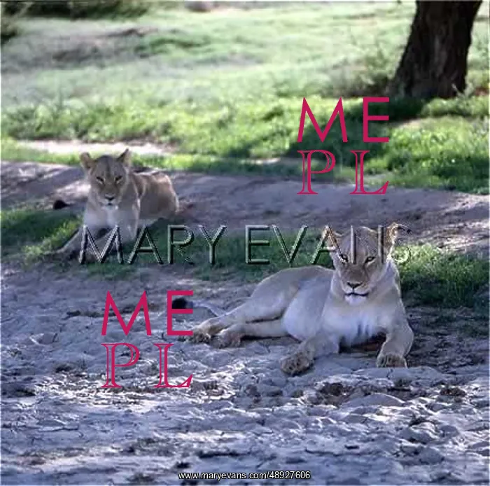 : TWO JUVENILE LIONS : TWO JUVENILE LIONS