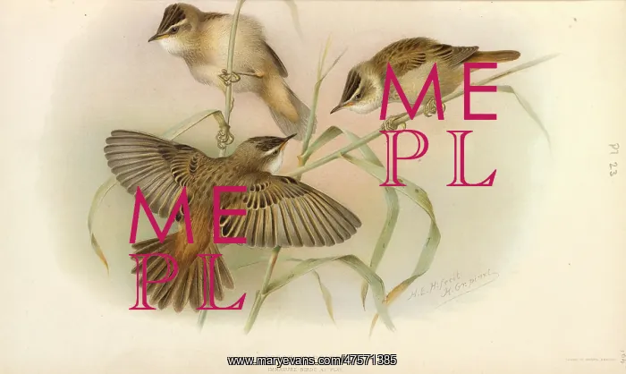 : Juvenile Sedge Warbler : Juvenile Sedge Warbler