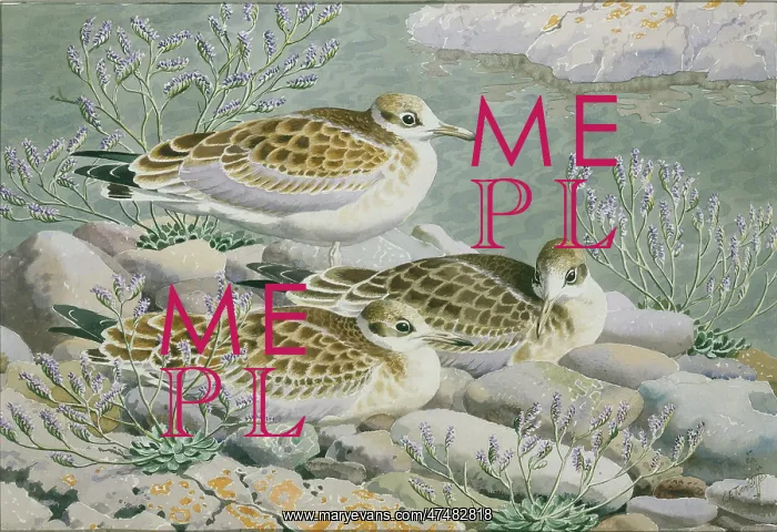 : Juveniles ' three young seagulls : Juveniles ' three young seagulls