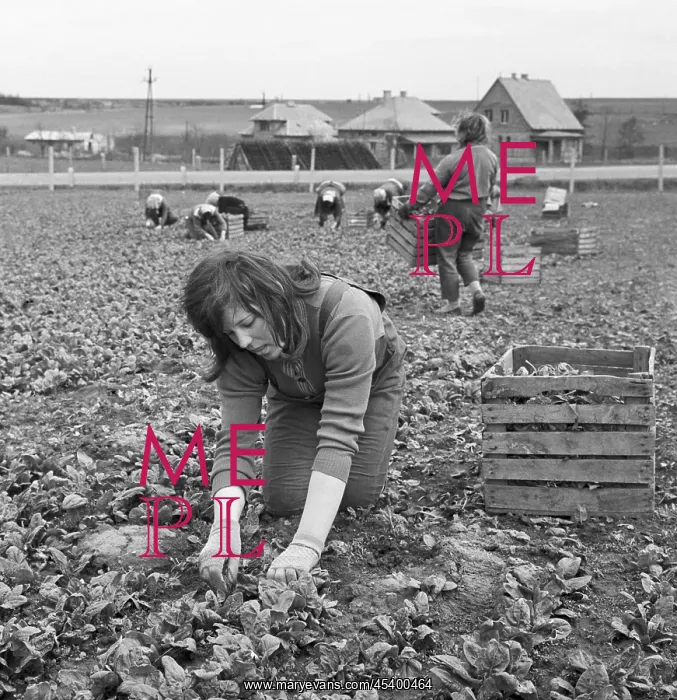 : JZD - Cooperative - harvest - spinach : JZD - Cooperative - harvest - spinach