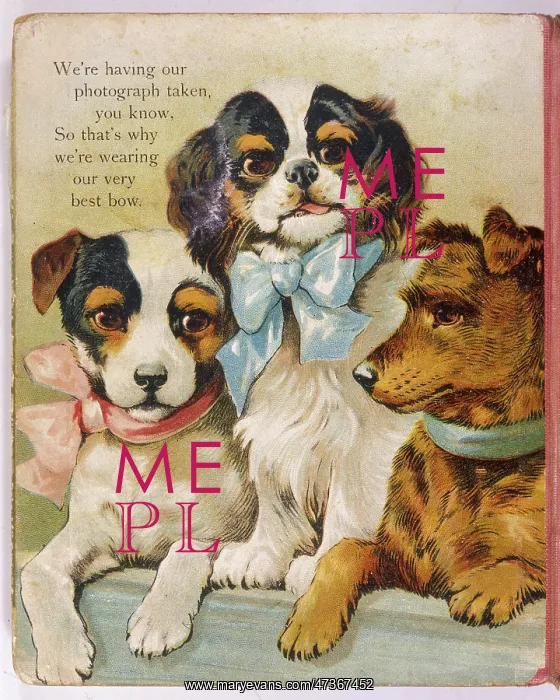 : K C SPANIEL AND TERRIERS : K C SPANIEL AND TERRIERS