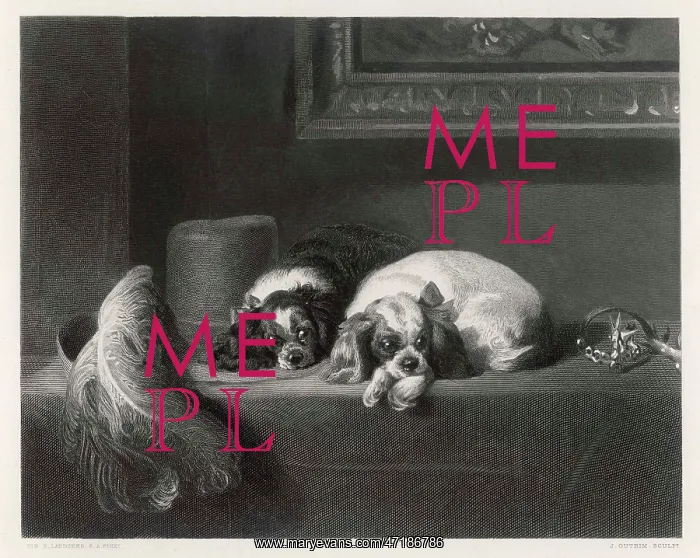  : K C SPANIELS (LANDSEER)