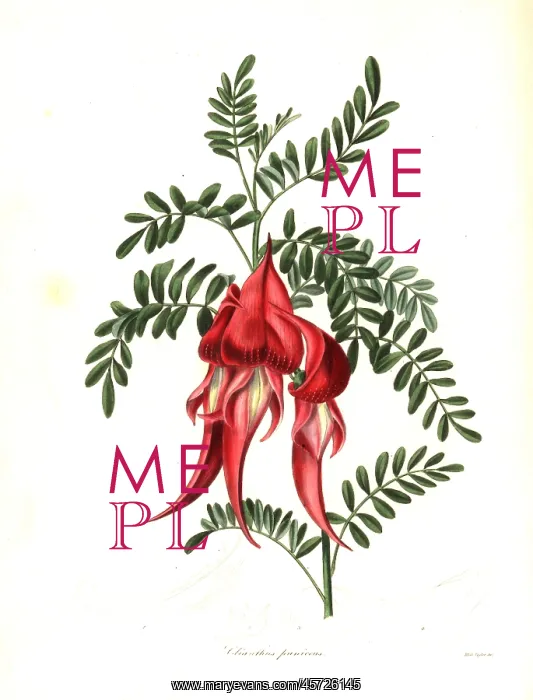 : Kaka beak, Clianthus puniceus : Kaka beak, Clianthus puniceus