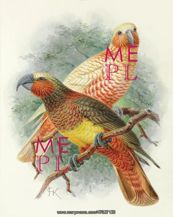 : Kaka, Nestor meridionalis : Kaka, Nestor meridionalis
