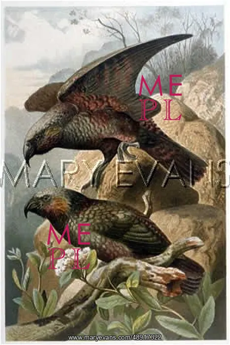 : KAKA PARROTS : KAKA PARROTS