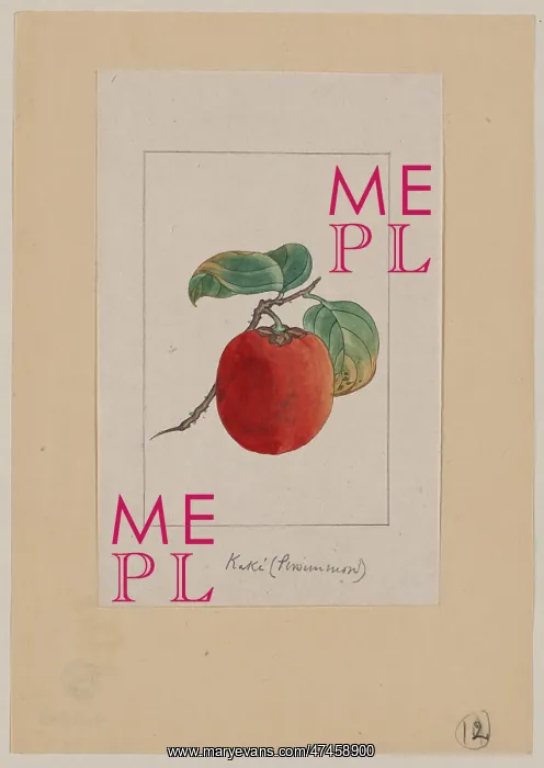 : Kaki (persimmon) : Kaki (persimmon)