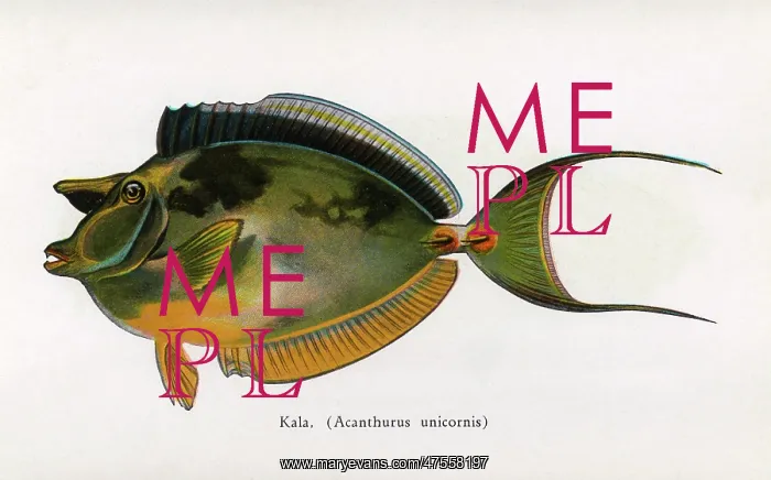  : Kala, Fishes of Hawaii