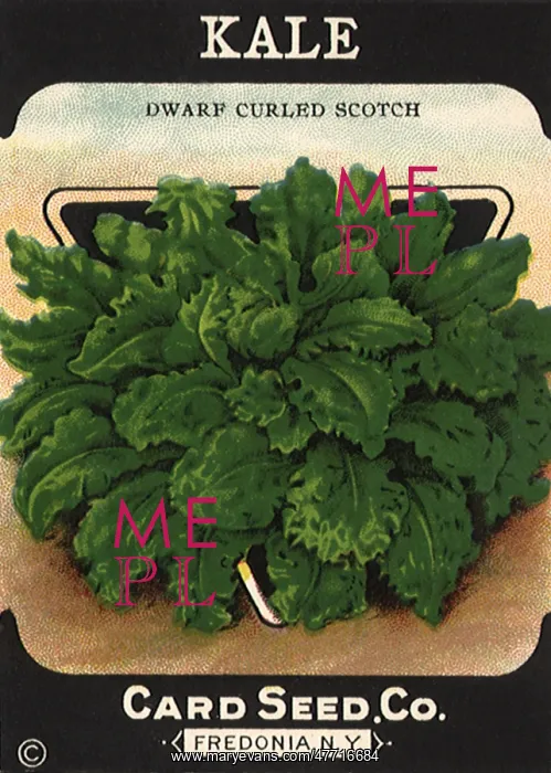  : Kale Seed Packet