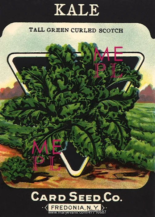  : Kale Seed Packet