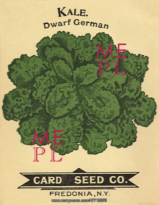  : Kale Seed Packet