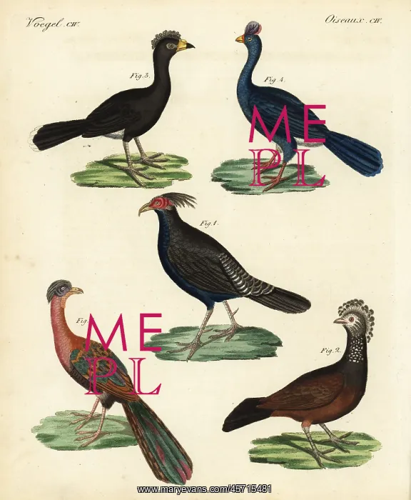 : Kalij pheasant, curassow, and guan : Kalij pheasant, curassow, and guan