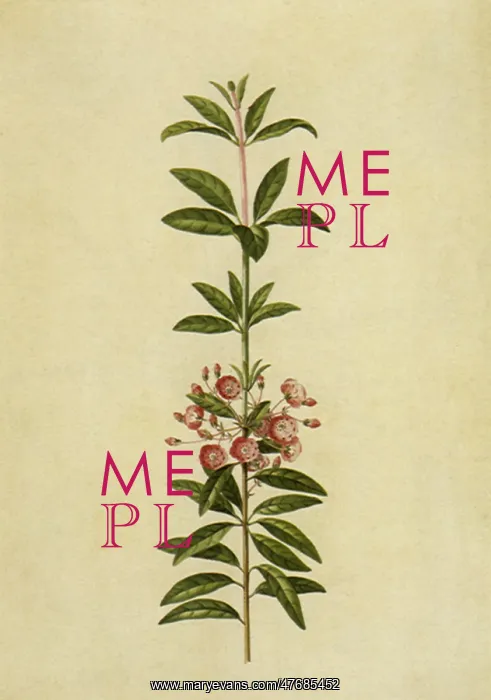  : Kalmia