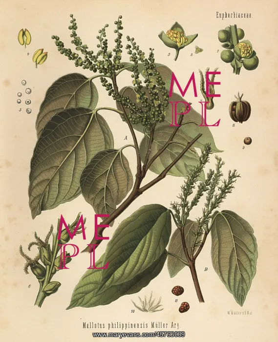 : Kamala tree or kumkum tree, Mallotus philippinensis : Kamala tree or kumkum tree, Mallotus philippinensis