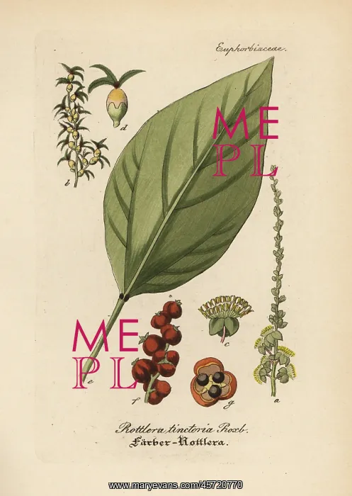 : Kamala tree, Mallotus philippensis : Kamala tree, Mallotus philippensis