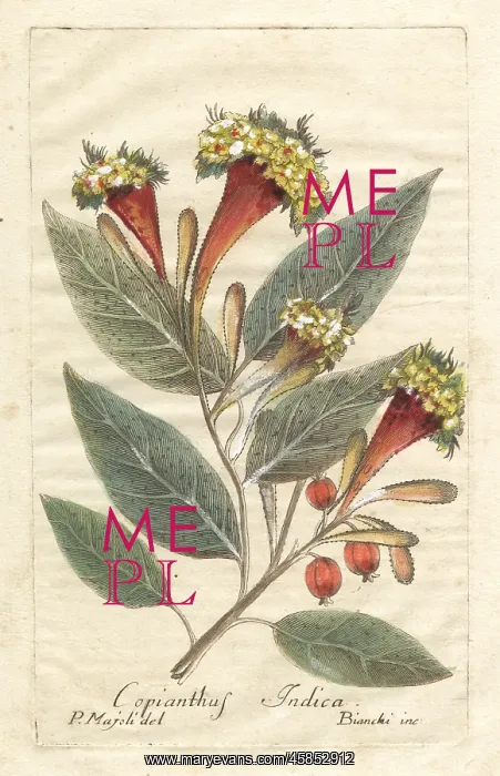 : Kamala tree, Mallotus philippensis : Kamala tree, Mallotus philippensis