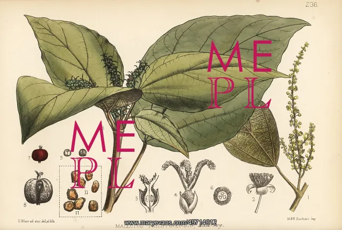 : Kamala tree, Mallotus philippinensis : Kamala tree, Mallotus philippinensis