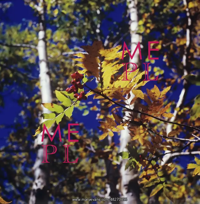 : Kamchatka in autumn, 1976 : Kamchatka in autumn, 1976