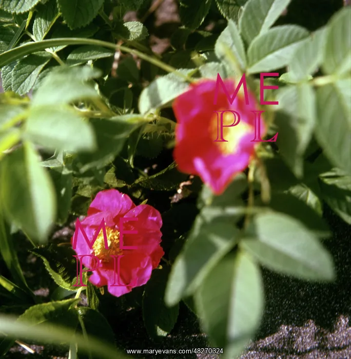 : Kamchatka herbs and flowers, 1976 : Kamchatka herbs and flowers, 1976