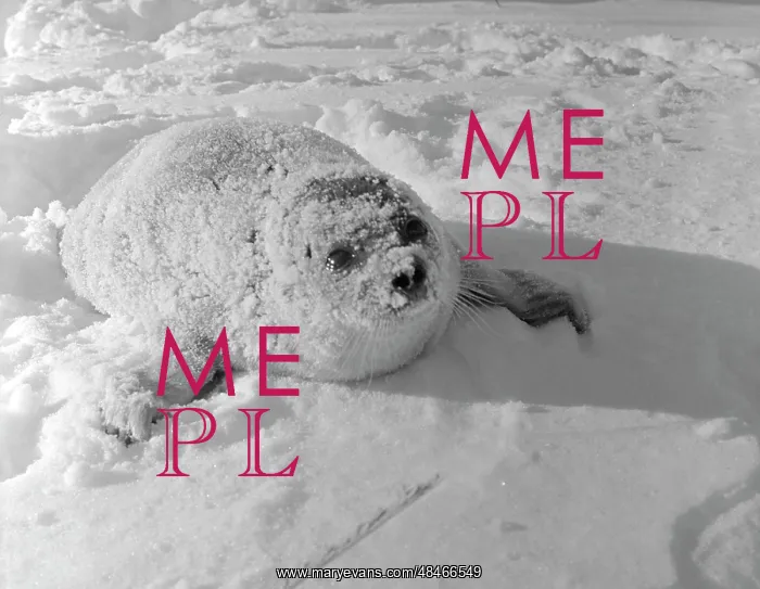 : Kamchatka seal cub : Kamchatka seal cub