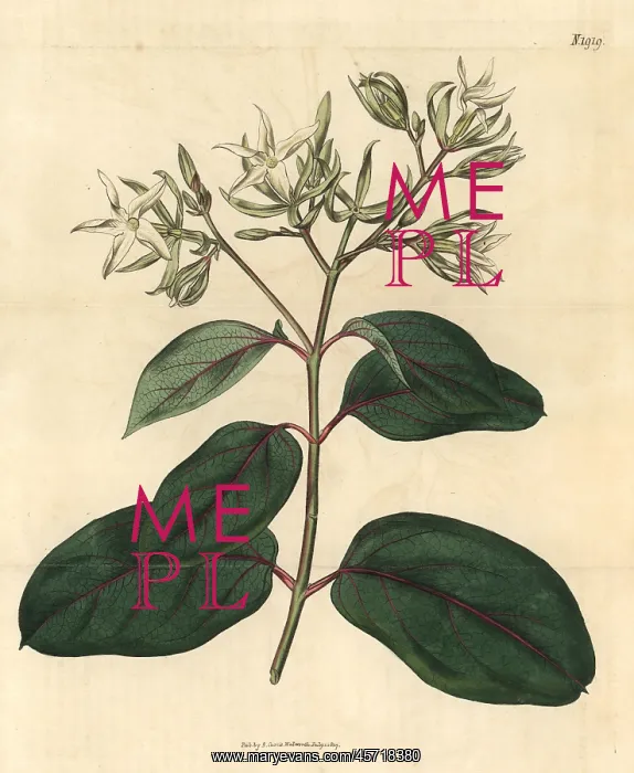 : Kamettia caryophyllata : Kamettia caryophyllata