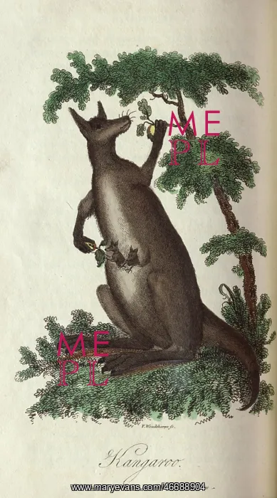 : Kangaroo. A kangaroo with two joeys in her pouch : Kangaroo. A kangaroo with two joeys in her pouch