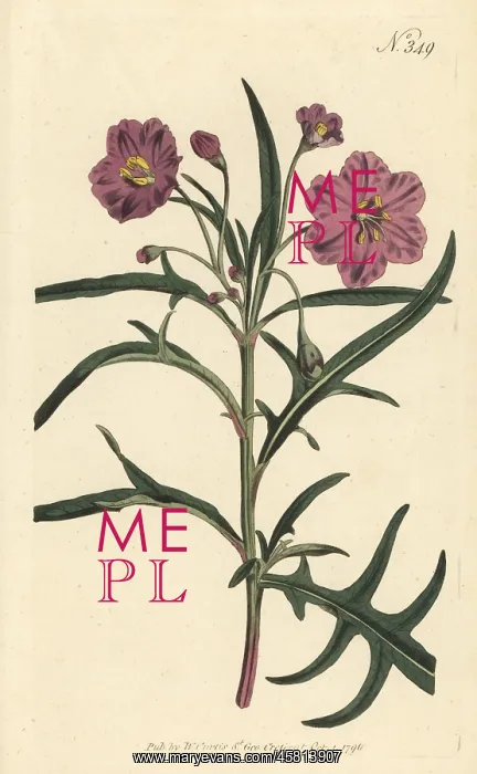 : Kangaroo apple, Solanum laciniatum : Kangaroo apple, Solanum laciniatum