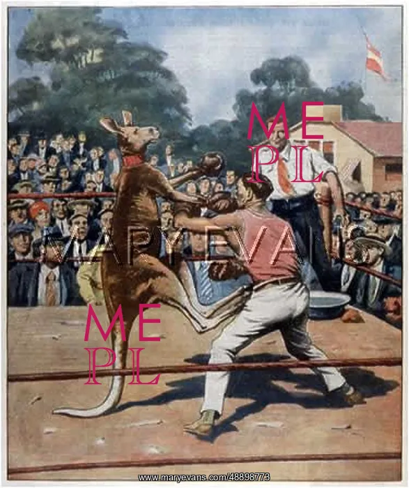 : KANGAROO BOXING 1929 : KANGAROO BOXING 1929