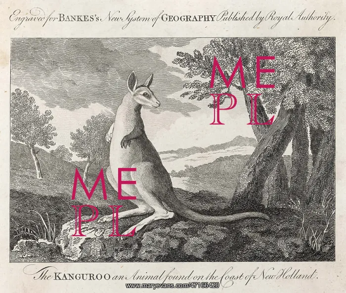 : KANGAROO / COOK C1770 : KANGAROO / COOK C1770
