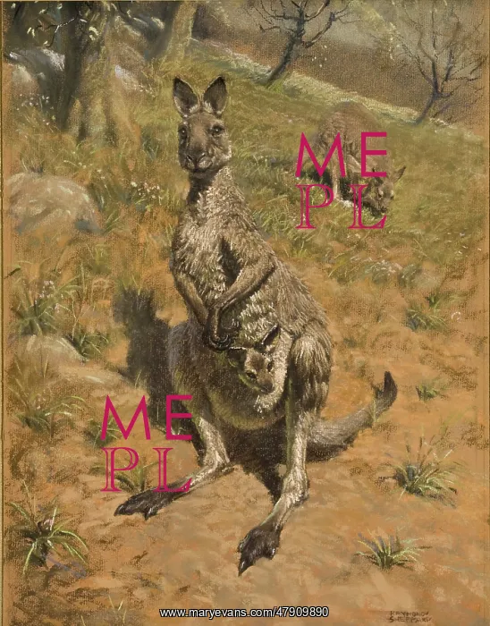 : A Kangaroo with a joey : A Kangaroo with a joey